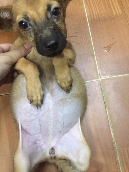 bệnh chướng bùng ở chó 2