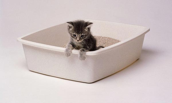 mèo thường hay che giấu sản phẩm của mình