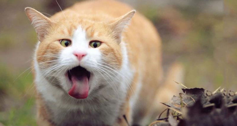 [Tránh nóng ngày hè cho mèo] Một số cách hạ nhiệt cho mèo khi hè nắng nóng